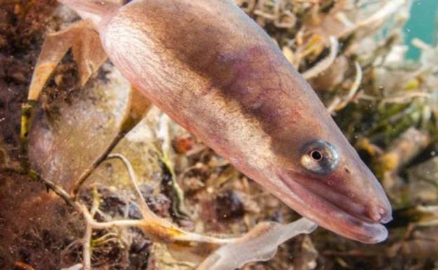 Ocho recomendaciones para mejorar la salud de las anguilas europeas