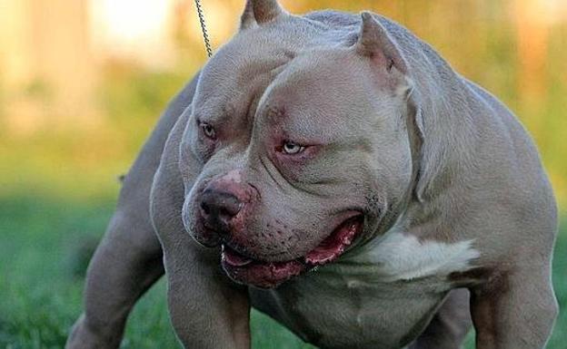 En estado grave un niño mordido por un pitbull