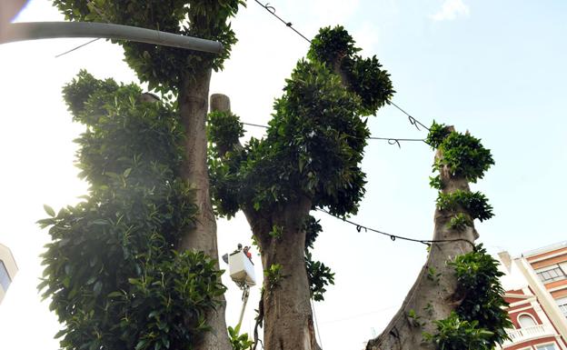 El ficus de Santo Domingo pasa la 'ITV'