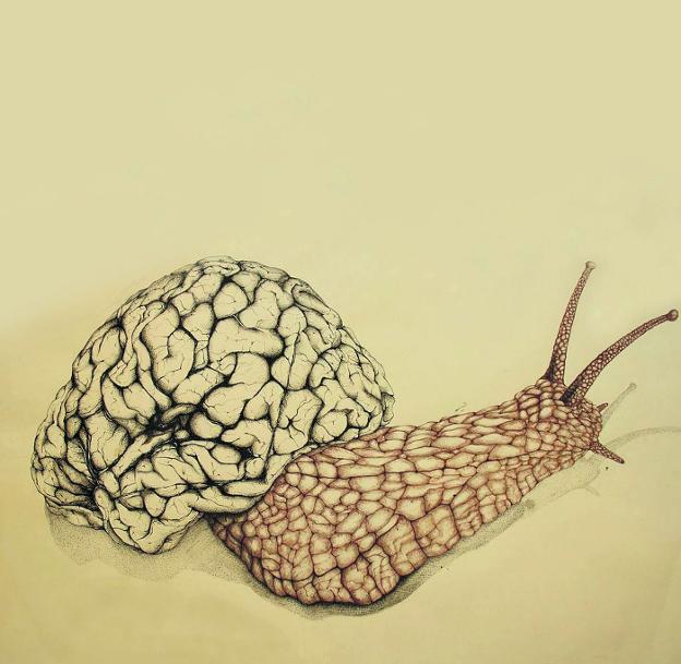 Unos científicos logran con éxito el primer trasplante de recuerdos