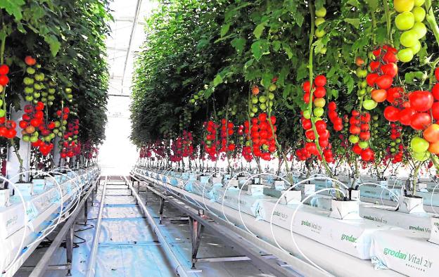 La acuaponía se hace urbanita