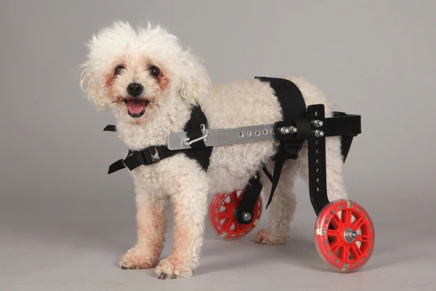 Carros ortopédicos - sillas de ruedas para perros y gatos added a new -  Carros ortopédicos - sillas de ruedas para perros y gatos