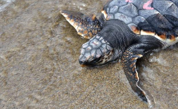 No molesten a las tortugas bobas