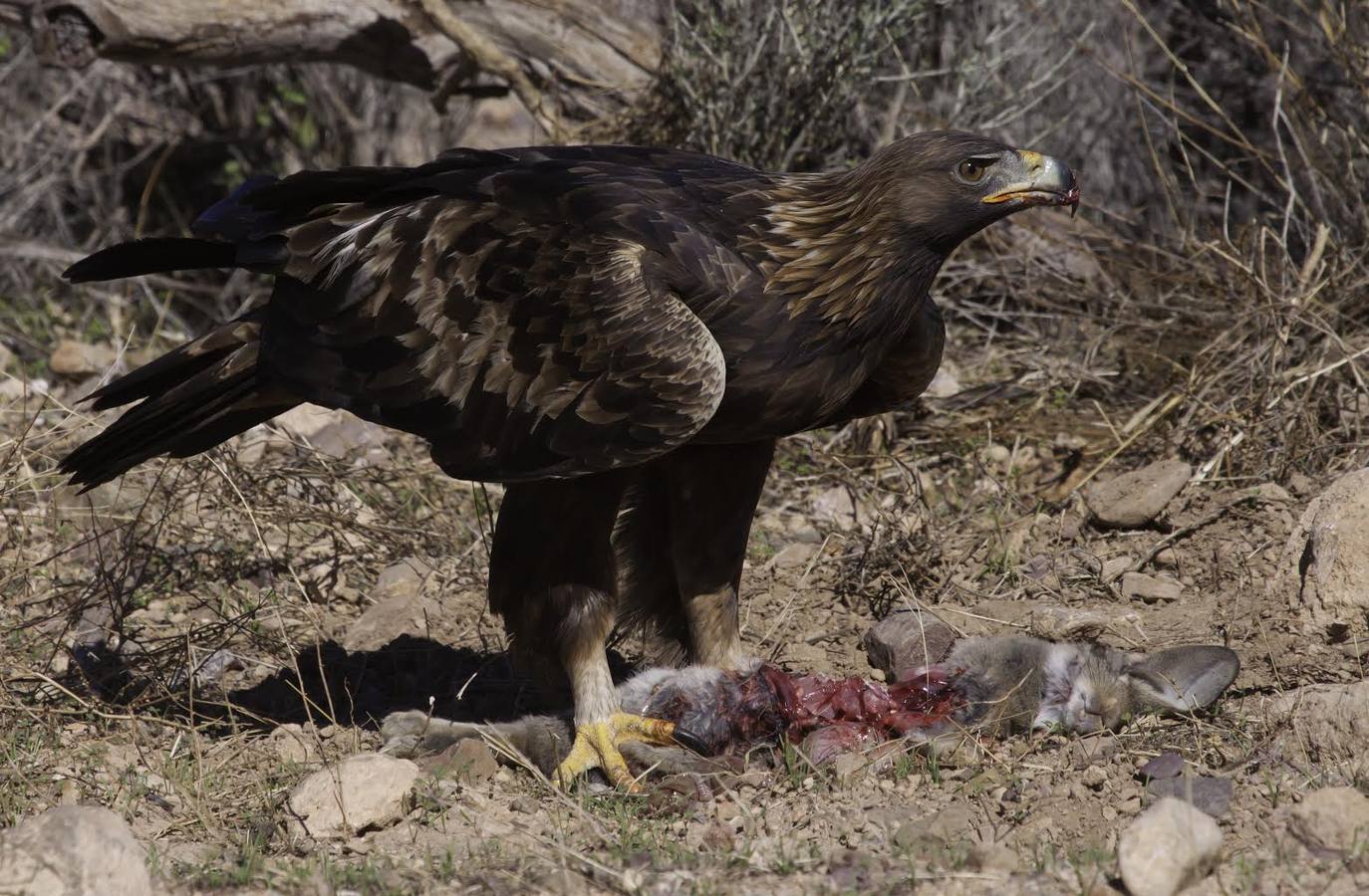 Animales periurbanos