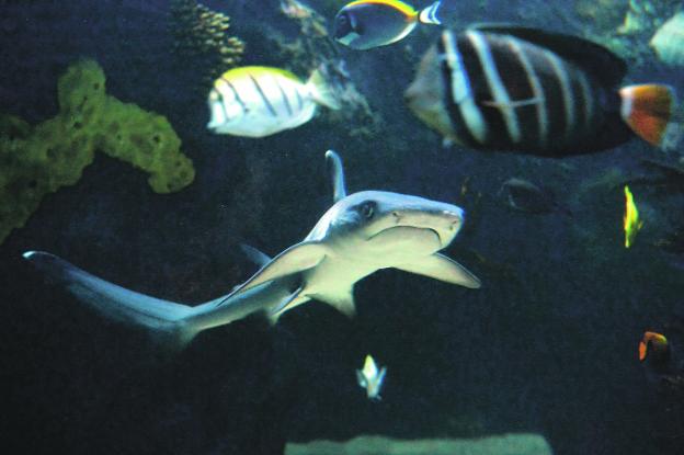 El Acuario de la UMU bucea entre corales y tiburones
