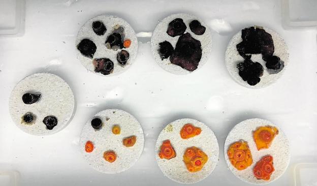 El Banco de Especies del Mar Menor inicia su andadura