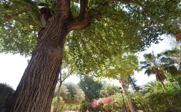 El catálogo de ejemplares monumentales protege más de un centenar de árboles