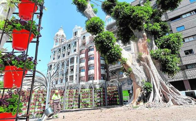 «Temíamos que hubiera un niño atrapado en las ramas del ficus»