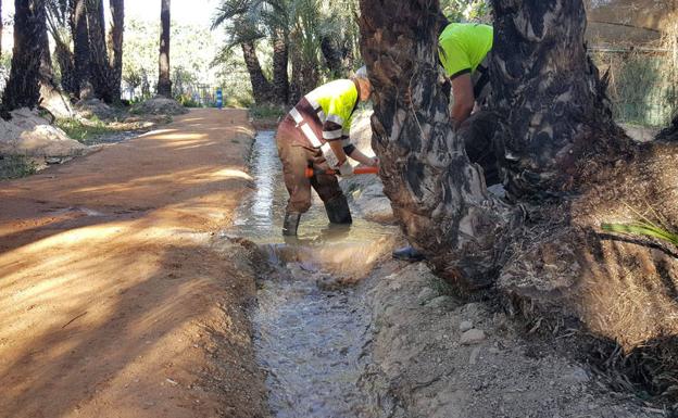 El palmeral de Santiago y Zaraíche recupera el riego tradicional