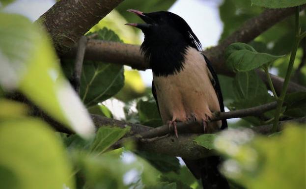La misteriosa llegada de los estorninos rosados