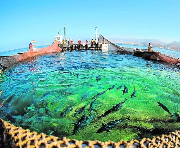 Una ruta ambiental difundirá los valores de Cabo Tiñoso