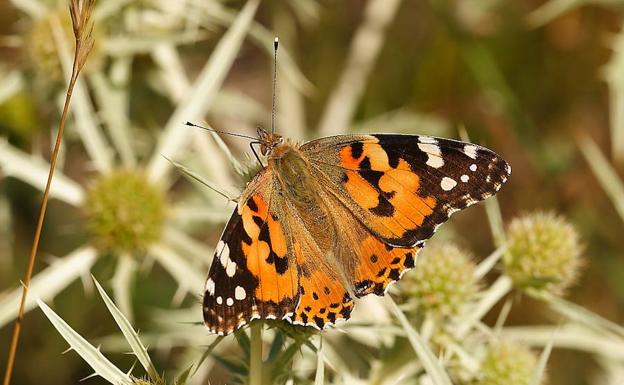 La mariposa que migra en el espacio y el tiempo