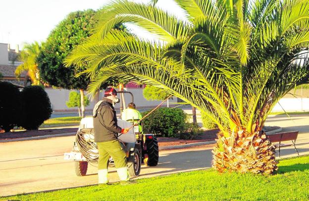 La plaga del picudo rojo ha devorado ya el 60% de las palmeras canarias