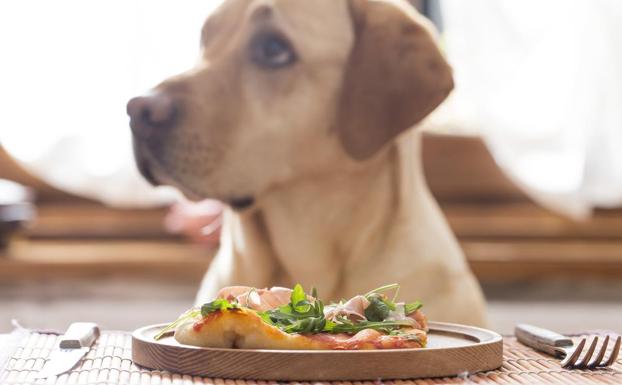 las cebollas son venenosas para los perros