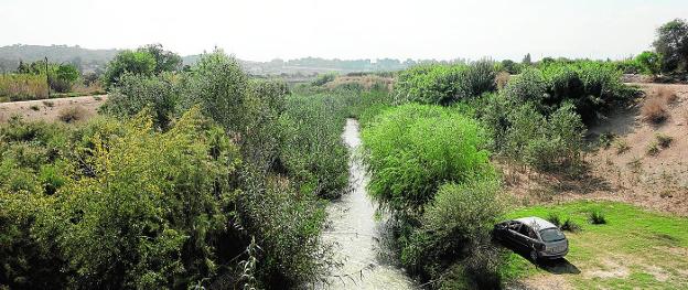 El bosque de ribera crece con 2.800 árboles junto a la Contraparada | La  Verdad