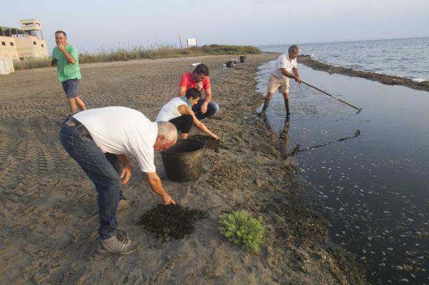 El fartet se abre paso en Punta Brava