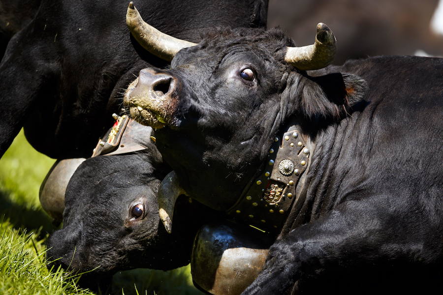 Lucha de vacas en Suiza