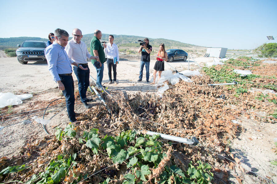 Casi un millón de pérdidas en Aledo por los daños del granizo en los parrales