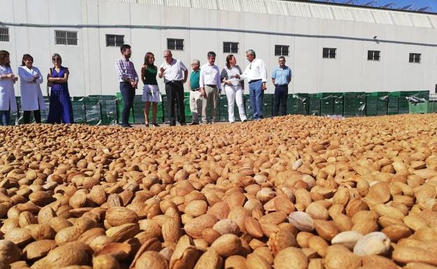 Las heladas de febrero y marzo redujeron en un 25% la producción regional de almendra