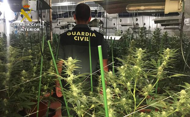 Desmantelan un invernadero con más de un centenar de plantas de marihuana en Lorquí