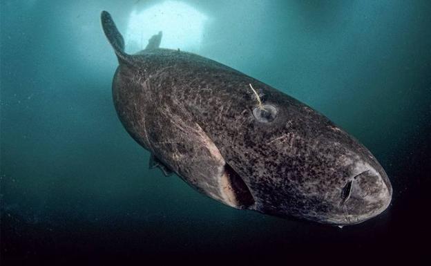 Dos chalados y un tiburón boreal