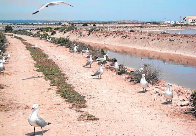 Otras 200 parejas de aves eligen para criar el Parque Regional de las Salinas