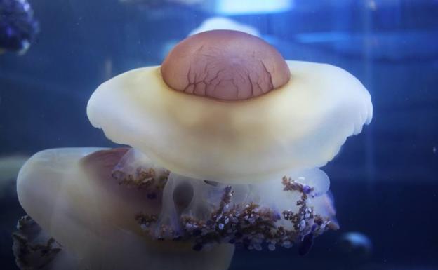 Medusas dopadas en el Mar Menor