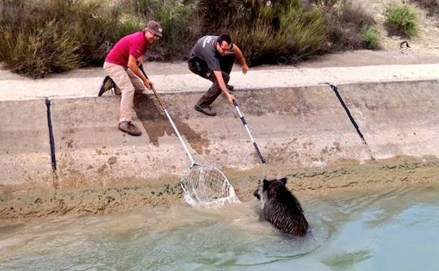 Rescatan a un jabalí caído en el canal del trasvase en Ojós