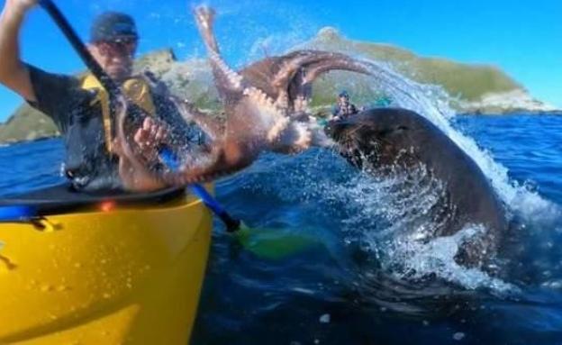 La bofetada de una foca con un pulpo a un piragüista que se ha hecho viral