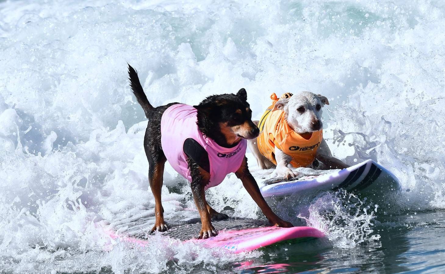 Surfistas muy perros