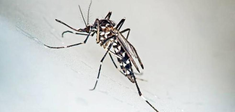 Dos vecinos de Alhama son los primeros infectados por dengue en suelo español