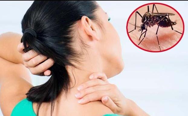 Síntomas del dengue: una fiebre 'quebrantahuesos' que se confunde con una gripe