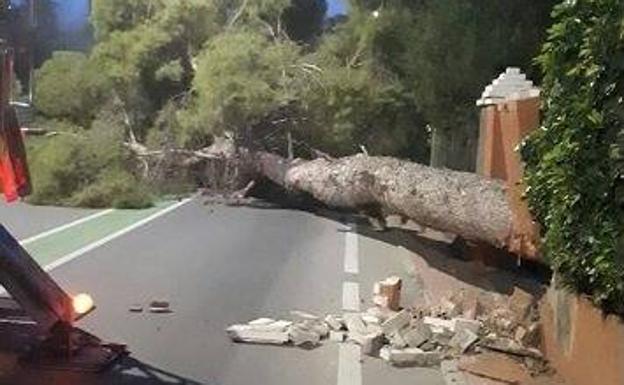 Un pino centenario se desploma en La Alberca, causando daños en una vivienda