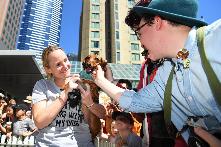 Tradicional carrera de perros