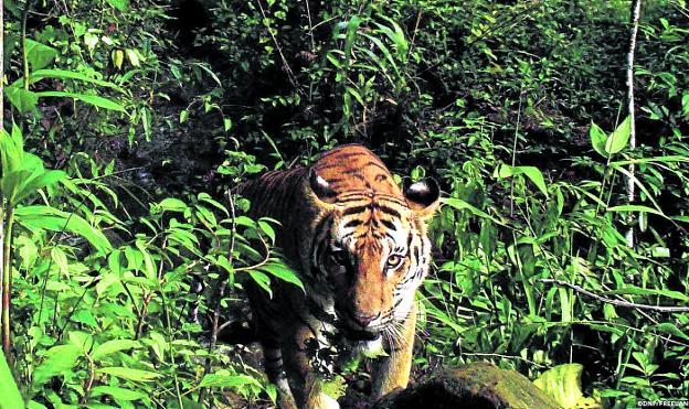 Auténtico olor a tigre