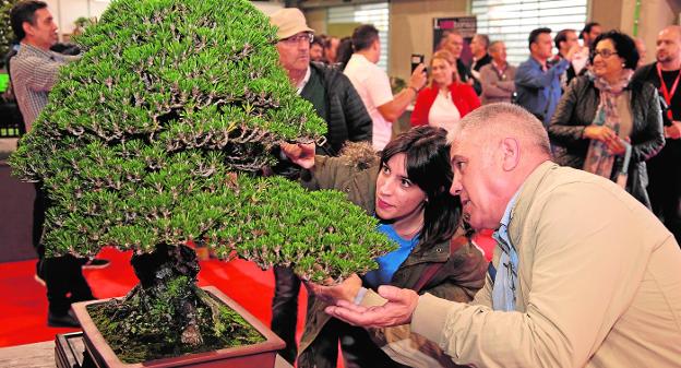 Los bonsáis se adueñan del centro de ferias