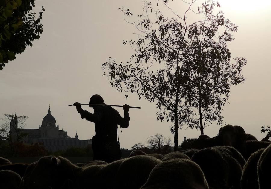 Fiesta de la Trashumancia