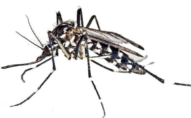 Murcia busca ideas para aumentar las zonas de frescor y combatir el mosquito tigre