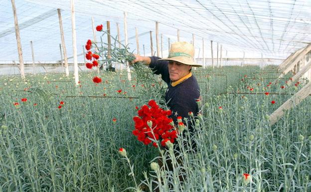 El cultivo de flor cortada aumenta en la Región en el último año