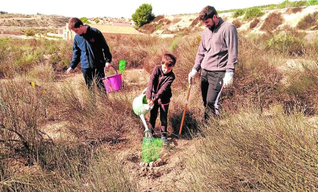 La semilla de las 'Ramblas siemprevivas'