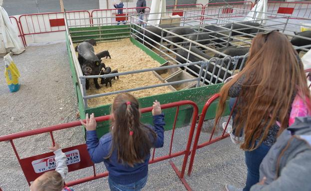 La feria ganadera Sepor arranca en un nuevo escenario y con más jornadas técnicas