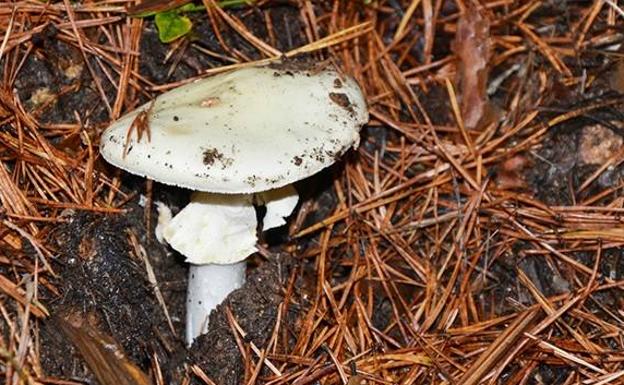 Amanita phalloiedes