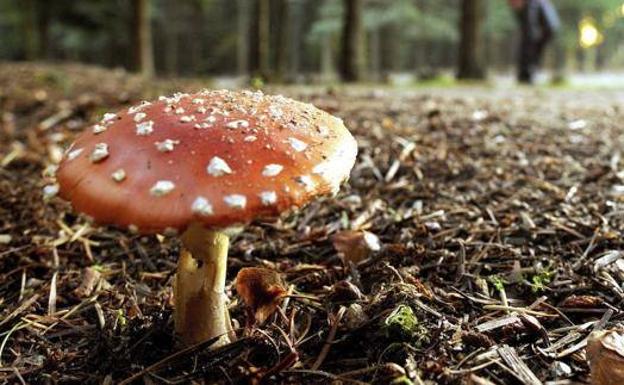 Es tiempo de setas: aprende a identificar las que son venenosas