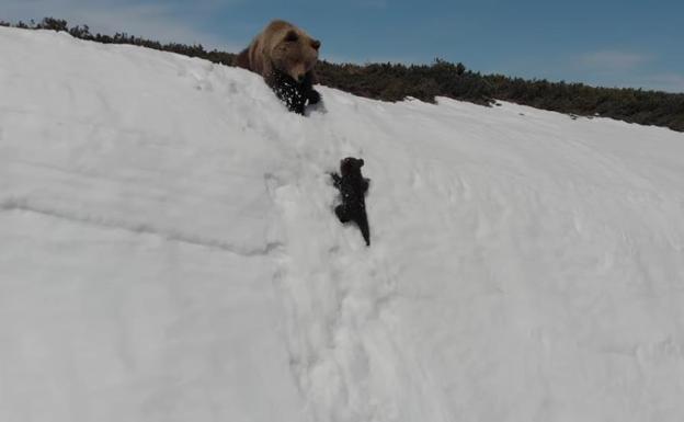La triste verdad del vídeo del oso que se ha hecho viral estos días en las redes sociales