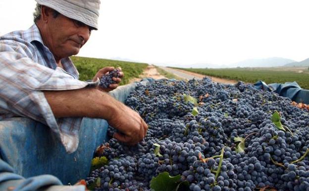 Los viticultores recibirán ayudas de más de 1,3 millones el próximo año