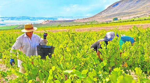La vendimia concluye en Jumilla y Yecla con una subida de la producción del 20%