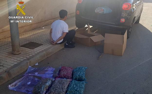 Desmantelan un invernadero de marihuana en un dúplex de Cabo de Palos