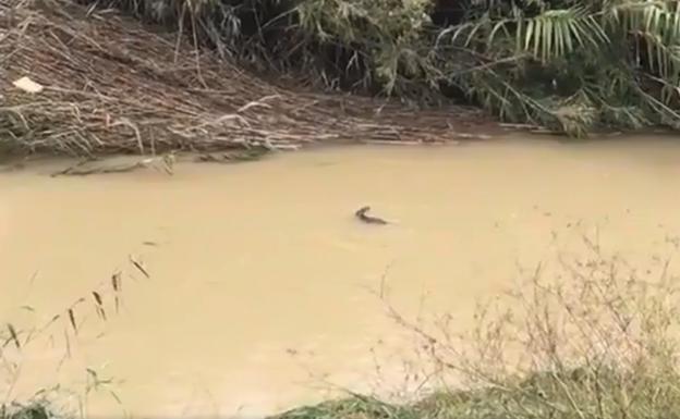 Nuevo avistamiento de una nutria en el Segura