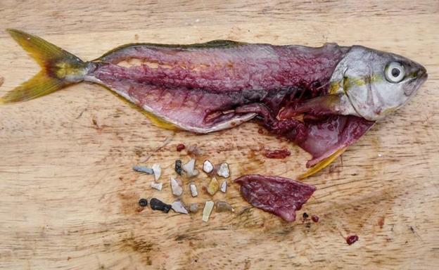 ¡Alarma!, comemos cada vez más plástico invisible