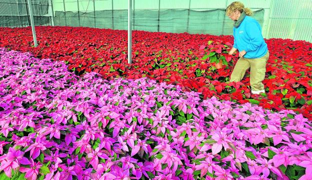 Lorca gasta más del triple que el año pasado en el alumbrado navideño